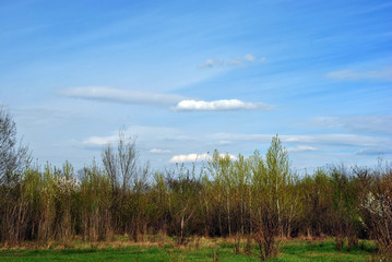 Fototapeta premium Blue cloudy sky above the meadow with yellow and green grass and trees on the edge of the forest with first spring leaves