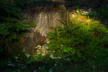 Fototapeta premium Nature