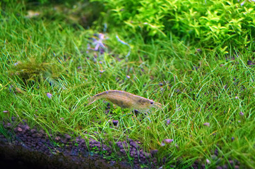 Obraz premium Amano shrimp
