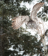 Great grey owl in the winter