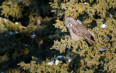 Great grey owl in the winter