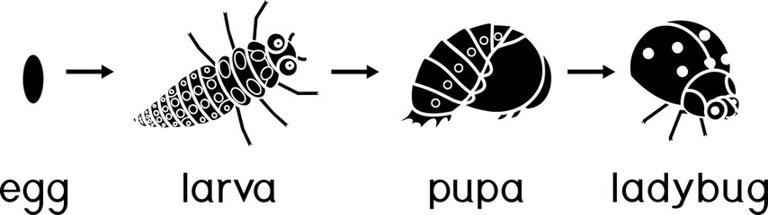 Naklejka premium Life cycle of ladybug. Sequence of stages of development of ladybug from egg to adult insect