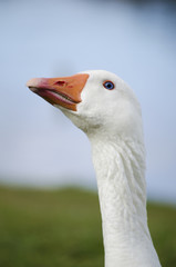 Goose