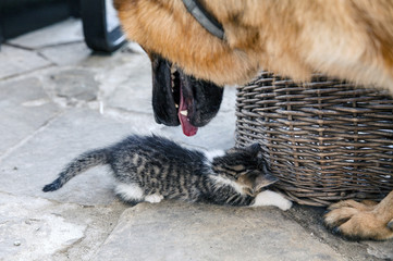 Little cat is playing with a big dog.