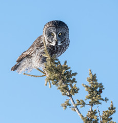 Great Grey Owl
