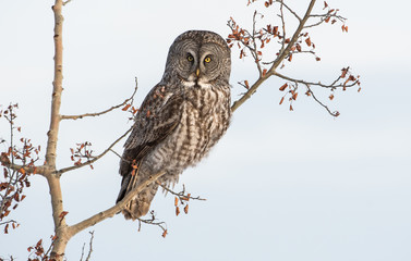 Great Grey Owl