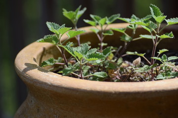 Potted Catnip