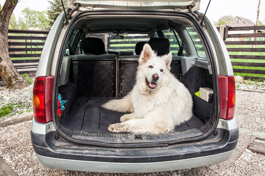 Big white Swiss Shepherd in the car. Carrying dog in the car. Travel with a dog. 