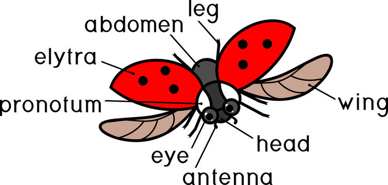 Parts of body of flying ladybug with titles. External structure of insect