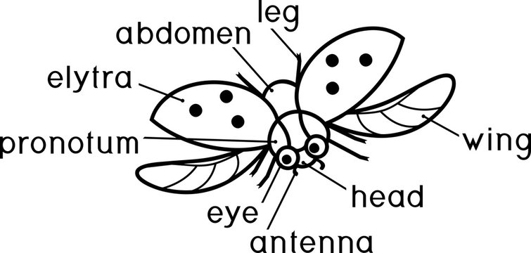 External structure of insect coloring page. Parts of body of flying ladybug with titles
