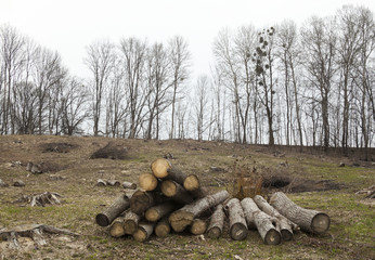 Timber harvesting