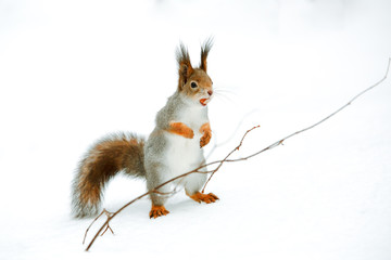 Squirrel with nut in the snow