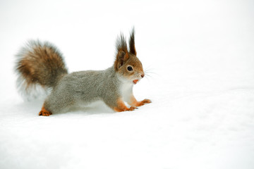 Squirrel with nut in the snow