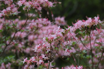 Pink Honeysuckle