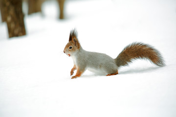 Naklejka na ściany i meble Squirrel with nut in the snow