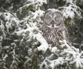 Great Grey Owl