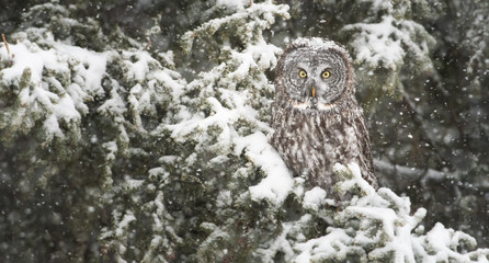 Great Grey Owl