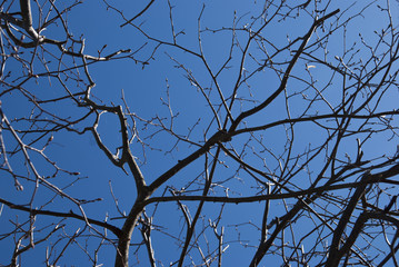 The Tree Branches without leaves in the blue sky
