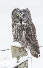 Great Grey Owl