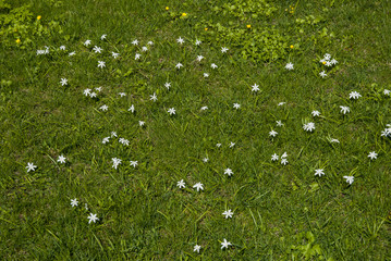 Green grass background on a field  with white and yellow flowers