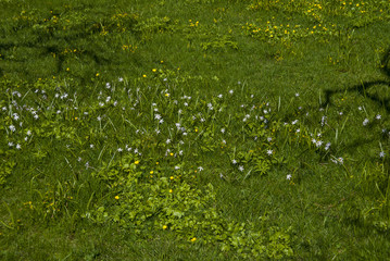 Green grass background on a field  with white and yellow flowers