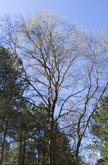 Laesoe / Denmark: Beautiful birch treetop in the nature reserve Laesoe Klintplantage on a sunny day at the end of April