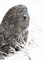 Great Grey Owl