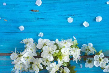 Twig of plum blossom on bright blue wooden background