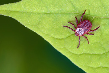 Parasite mite sitting on a green leaf. Danger of tick bite.