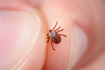 Danger of tick bite. Shows close-up mite in the hand - obrazy, fototapety, plakaty