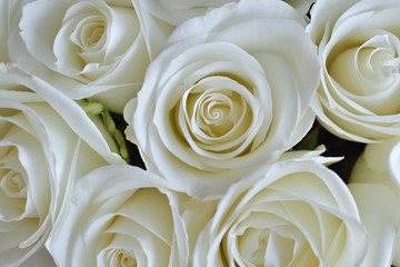 White rose background
