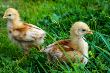 chickens