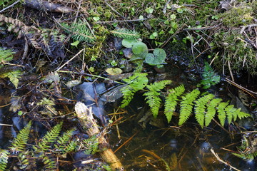 stream in the forest leaf ferns