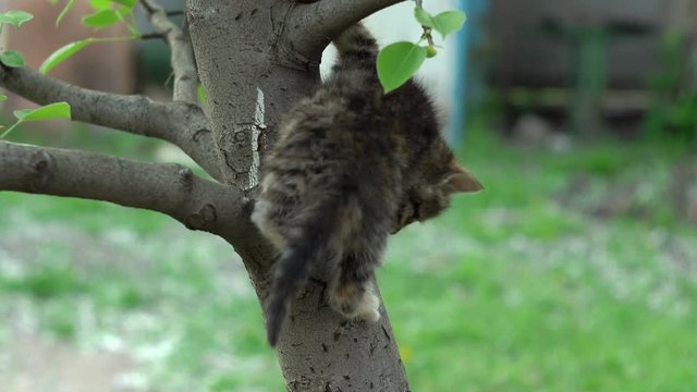 Tabby kitten trying to down a tree
