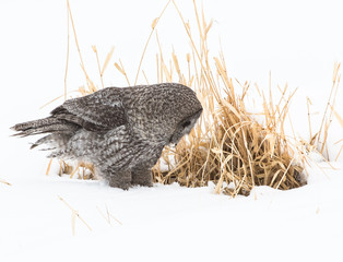 Great Grey Owl