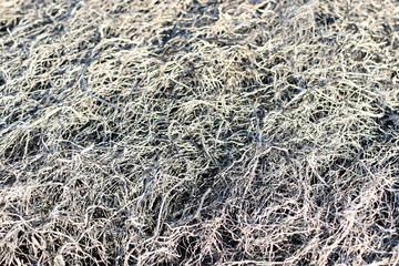 Background texture burnt grass, ash a grass