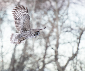 Great Grey Owl