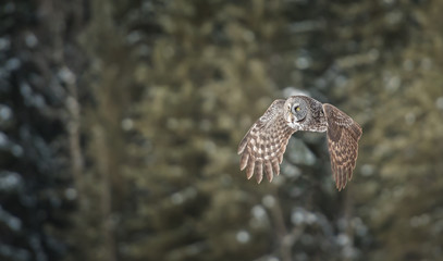 Great Grey Owl