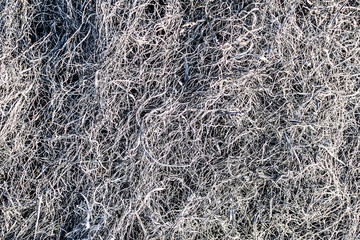 Background texture burnt grass, ash a grass