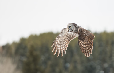 Great Grey Owl
