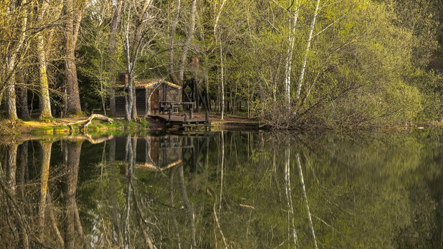 La primavera llega al bosque
