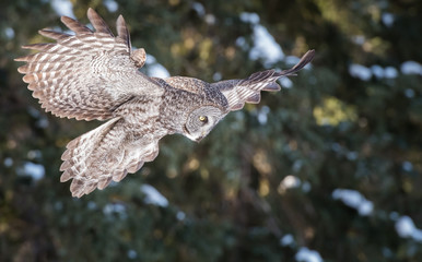 Great Grey Owl