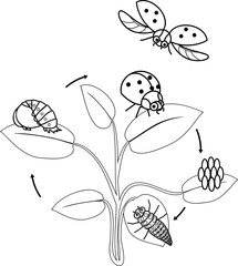 Life cycle of ladybug coloring page. Sequence of stages of development of ladybug from egg to adult insect