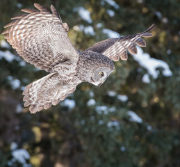Great Grey Owl