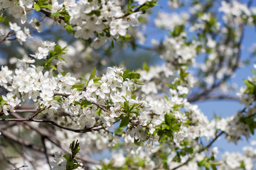 Flowering branches of apple trees