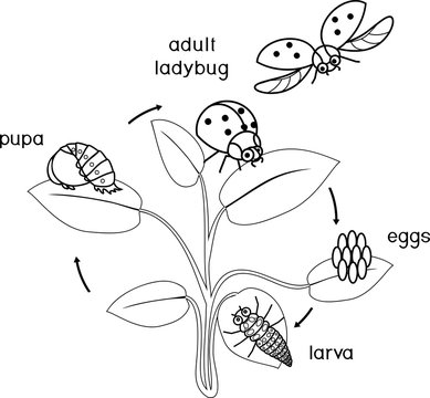 Life cycle of ladybug coloring page. Sequence of stages of development of ladybug from egg to adult insect