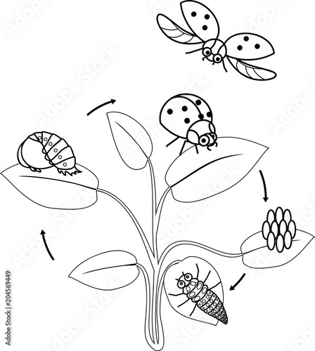 Life Cycle Of Ladybug Coloring Page Sequence Stages Development From Egg