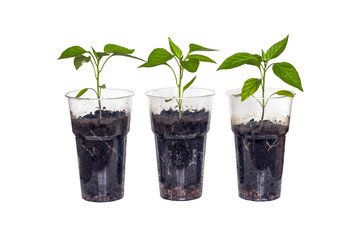 Hot pepper, sprouts, green leaves in a plastic cup. Isolated over white background