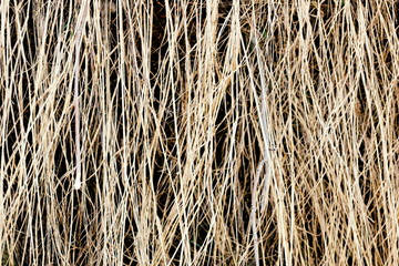 old grass. dry grass cover background texture