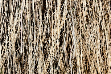 old grass. dry grass cover background texture